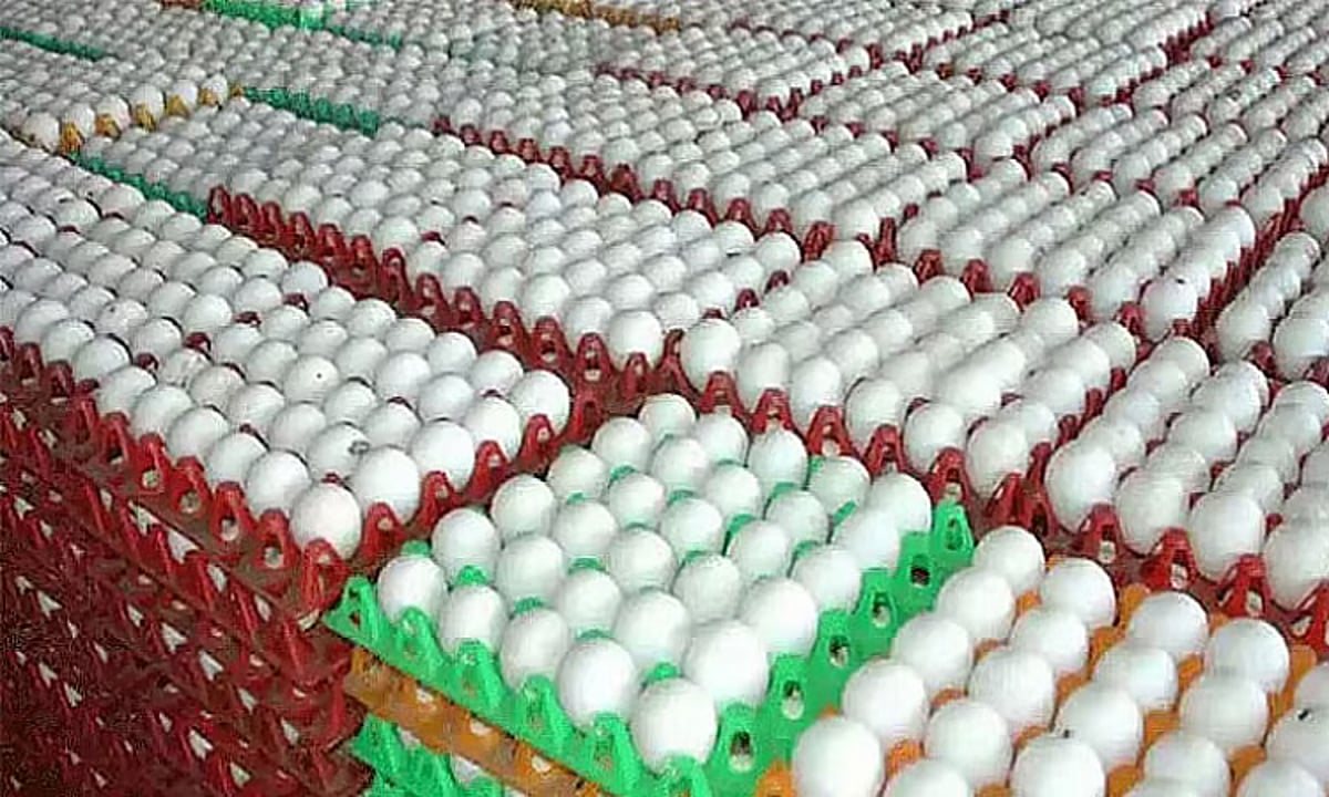 நாமக்கல்லில் முட்டை கொள்முதல் விலை 10 காசு உயர்வு