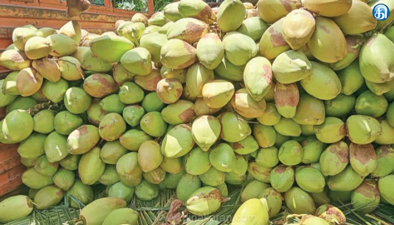 சென்னை, புறநகர் பகுதிகளில் இளநீர் தட்டுப்பாடு; விலை 100 ரூபாய் வரை