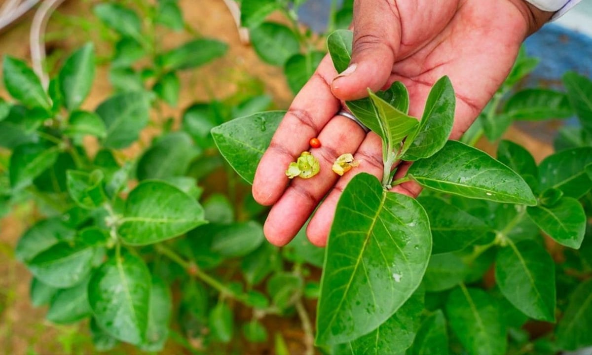 அஸ்வகந்தா இலைகளுக்கு மத்திய அரசு முழு தடை  கல்லீரல் பாதிப்பு காரணம்