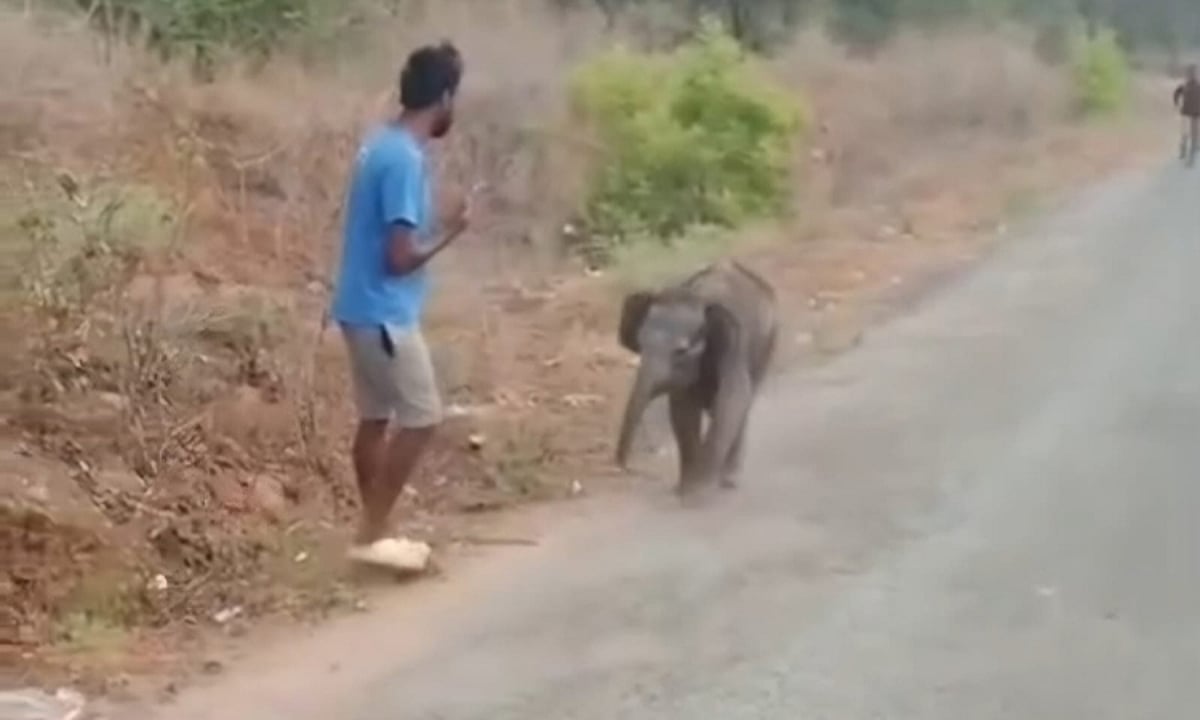 மேட்டுப்பாளையம் அருகே தாய் இல்லாமல் அலையும் குட்டி யானை