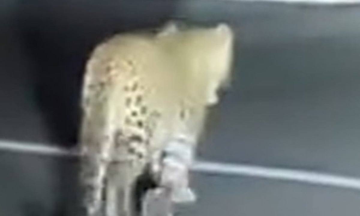 திம்பம் மலைப்பாதையில் மீண்டும் இரவில் சிறுத்தை உலா