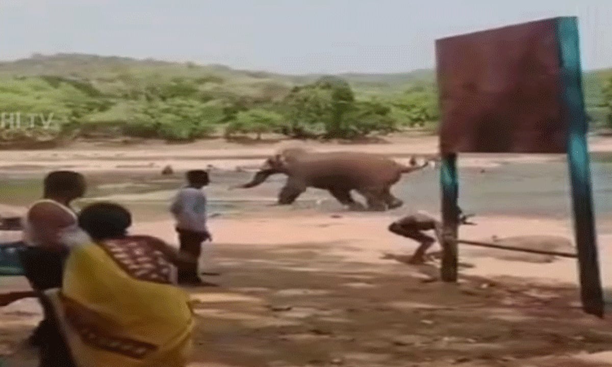 மேகதாதுவில் சுற்றுலாப்பயணியை தாக்கிய காட்டு யானை
