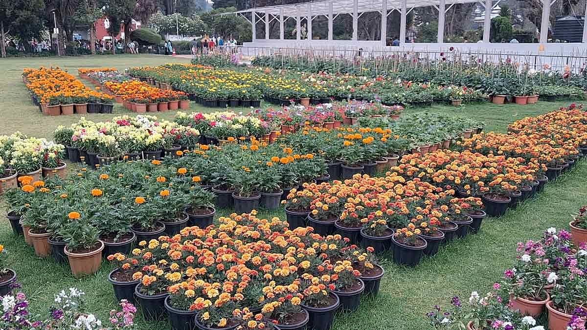 ஊட்டியில் கோடை விழா மலர் கண்காட்சி விரைவில் தொடக்கம்