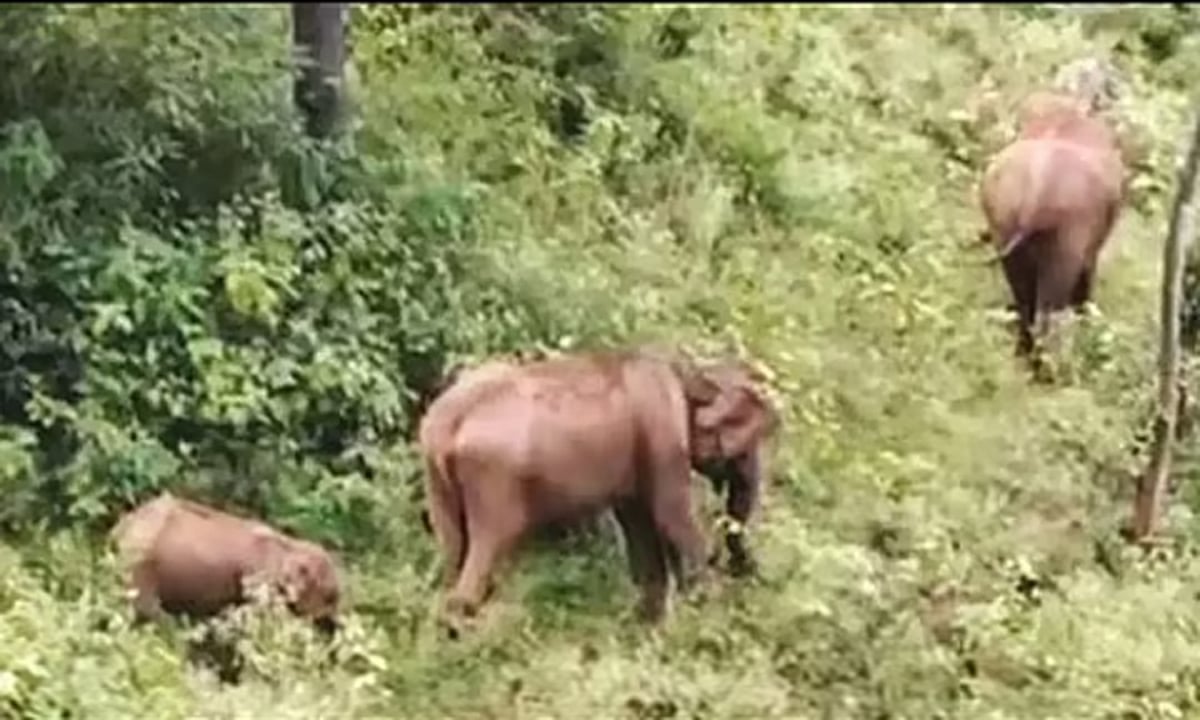 அந்தியூர்: வெயிலால் தண்ணீர்தேடி அலையும் காட்டு யானைகள்