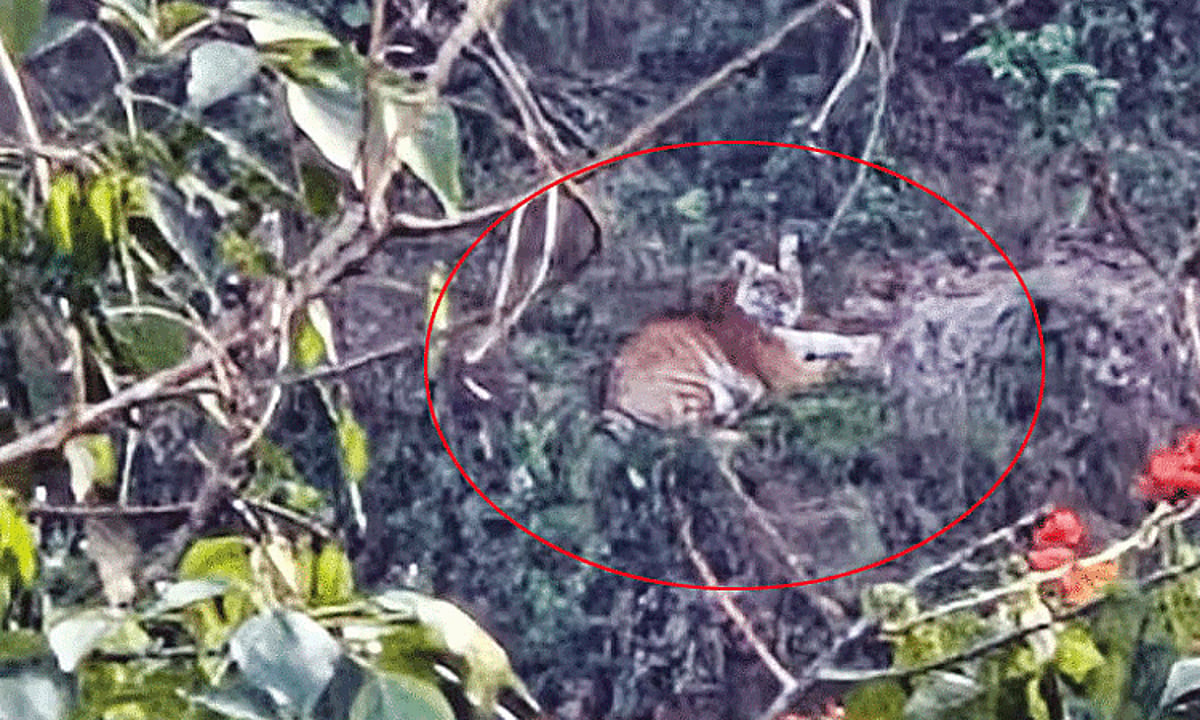 உதகை அருகே ஊருக்குள் சுற்றித்திரிந்த 2 புலிக்குட்டிகள் – வனத்துறை தேடுதல்