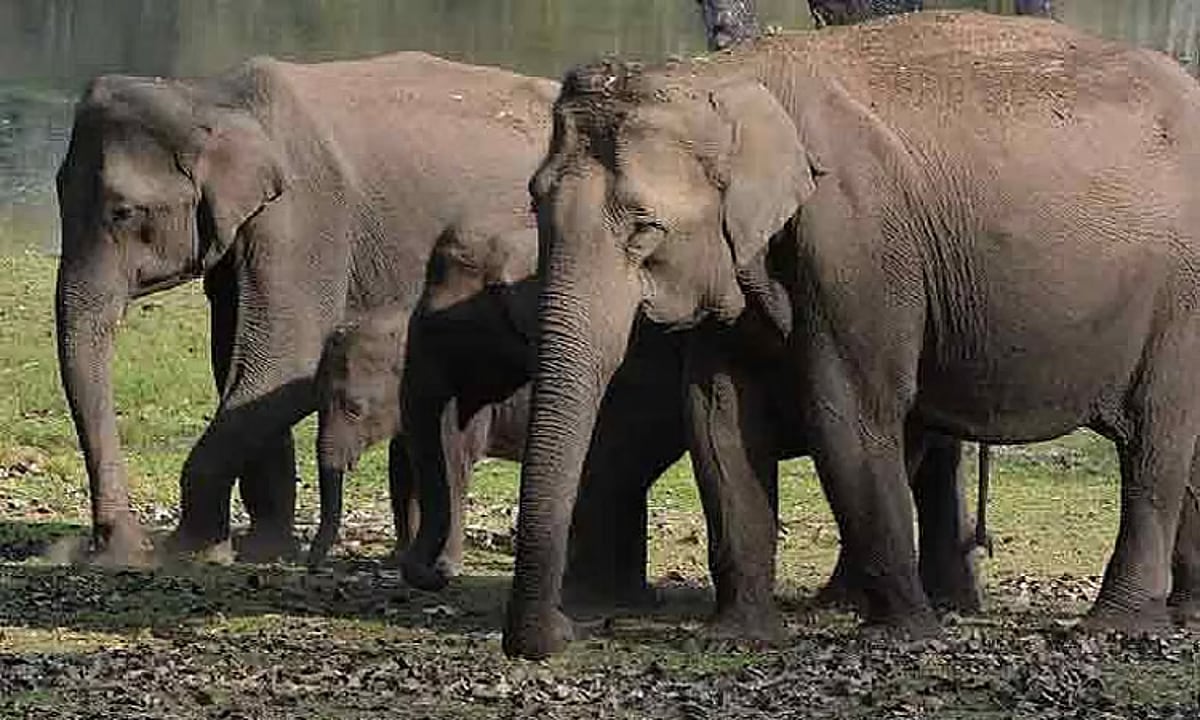 முதுமலையில் கடும் வறட்சி: 3 காட்டு யானைகள் உயிரிழப்பு