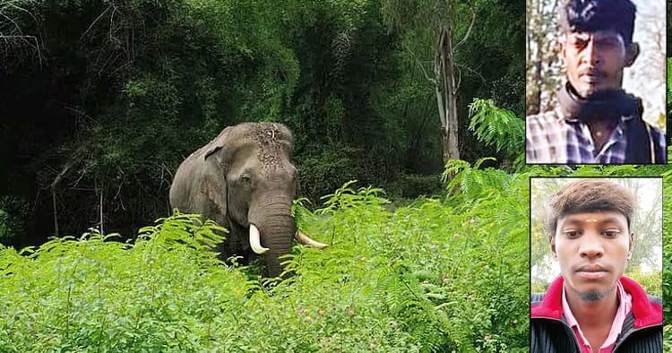 காட்டு யானை தாக்கி பூசாரி உட்பட இருவர் பலி (நீலகிரி) – அதிர்ச்சி தகவல்