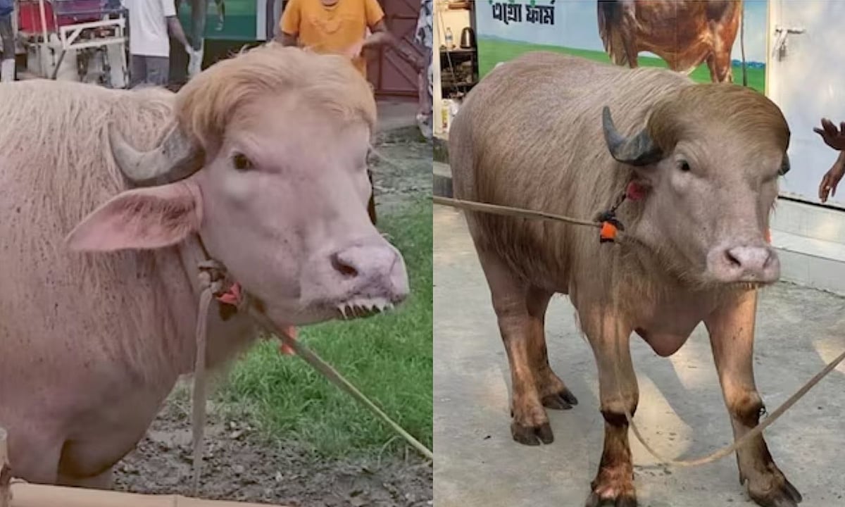 அதிர்ச்சியும் ஆச்சரியமும்! வங்கதேசத்தில் டொனால்டு டிரம்ப் மற்றும் நேதன்யாகு எருமை மாடுகள் – இன்று வைரலாகுது!