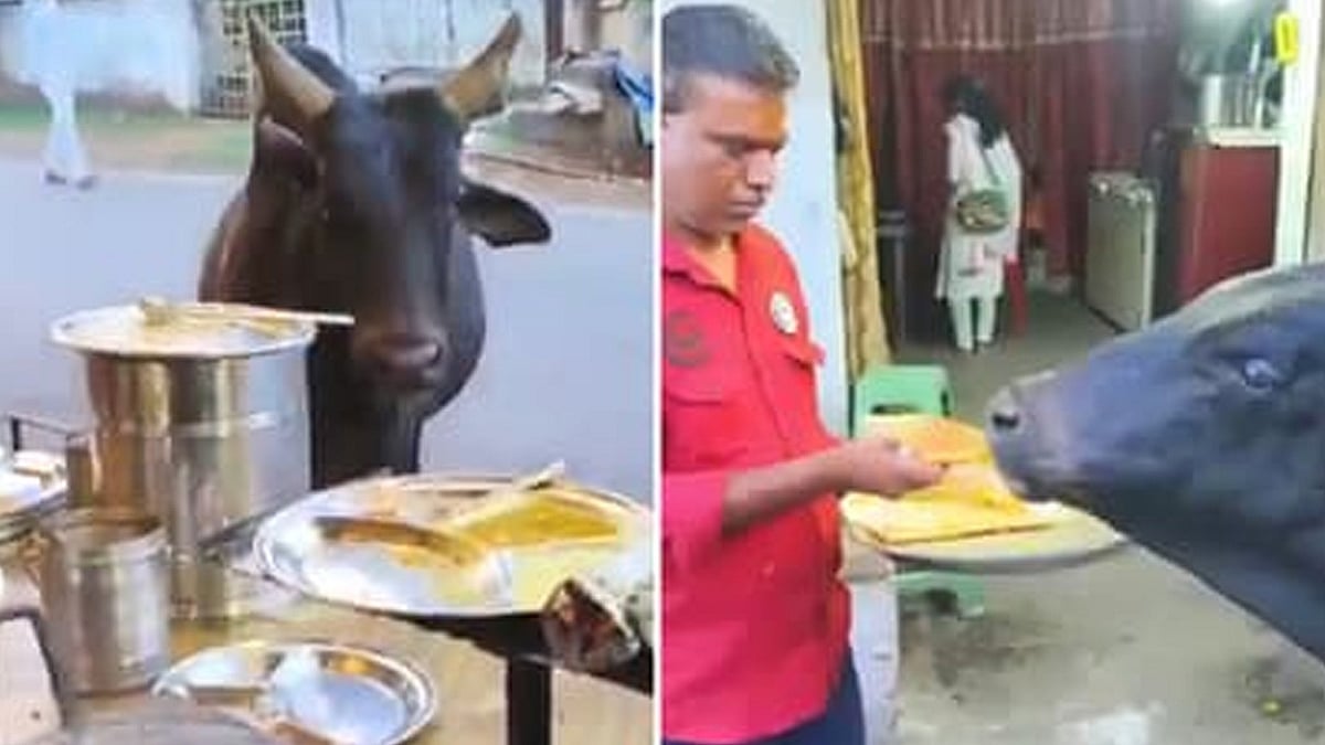 உத்தரகாண்டில் மாட்டுக்கு தோசை ஊட்டிவிடும் உணவக உரிமையாளர்: சமூக வலைதளங்களில் கவனம்