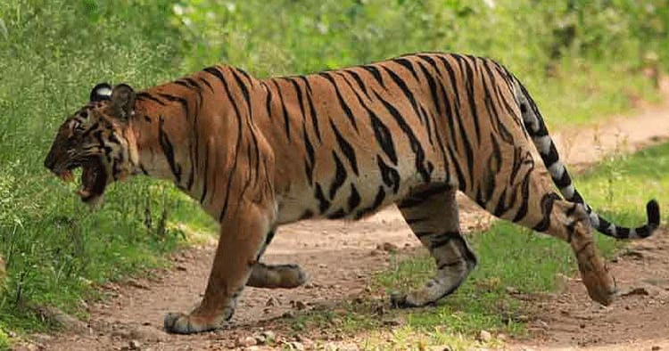 மத்தியப் பிரதேசத்தில் புலித் தாக்குதல்: தெண்டு இலை சேகரிக்கச் சென்ற நான்கு பெண்கள் பலி