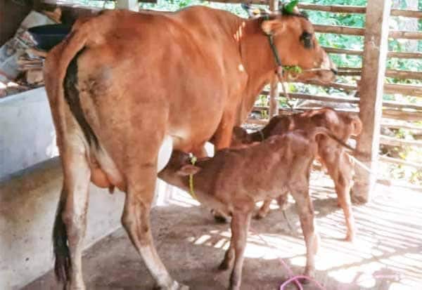 டில்லியில் பக்ரீத் பண்டிகை: பசுக்களை பலியிடத் தடை விதித்த அரசு