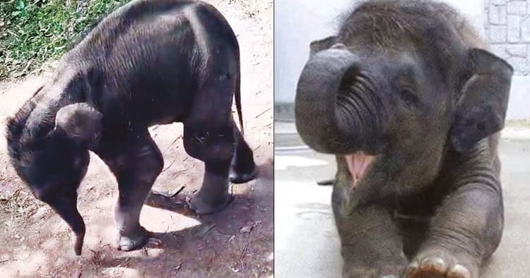 குற்றாலம் குட்டி யானை மீட்பு
