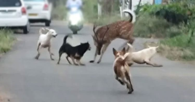 திருப்பூர்: குடிநீர் தேடி கிராமத்திற்குள் வந்த புள்ளிமான் நாய்களால் கடிக்கப்பட்டு மரணம்