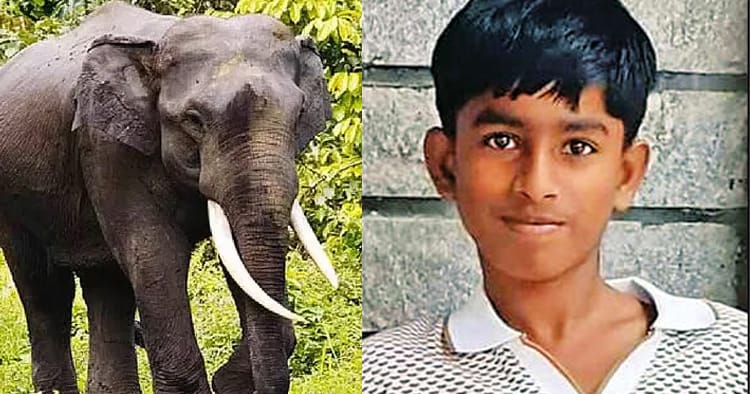 நீலகிரி: காட்டு யானை தாக்கியதில் பள்ளி மாணவன் உயிரிழப்பு