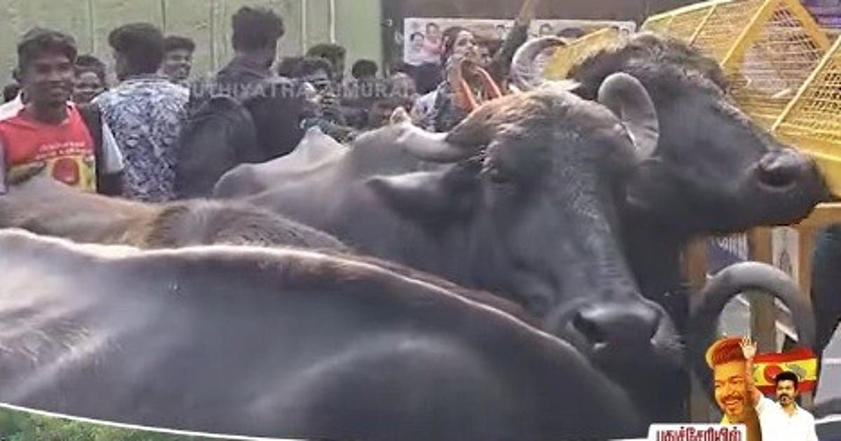 தவெக பொதுக்கூட்டம்: மாடுகளை அழைத்து வந்தவர்கள் போலீசாருடன் வாக்குவாதம்