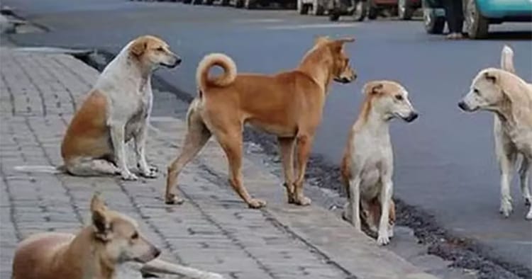 திருவள்ளூர் தெருநாய் தாக்குதல்