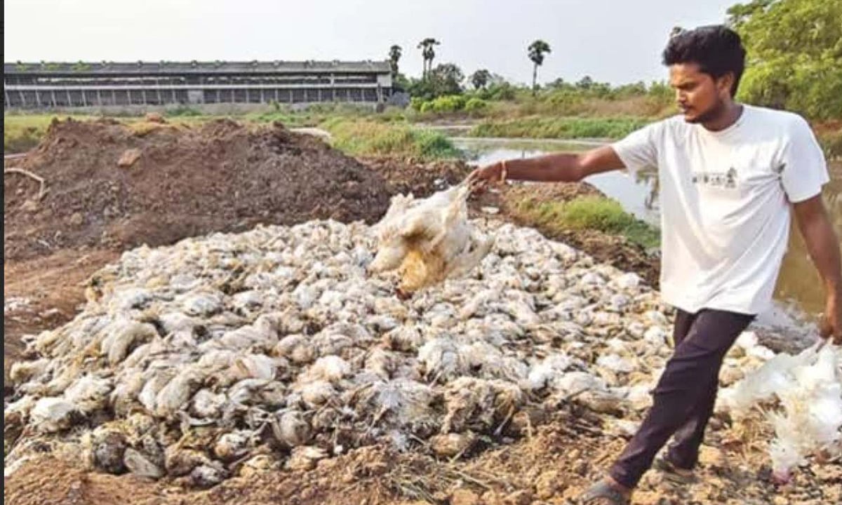 ஆந்திராவில் கடும் வெப்பம்: கிழக்கு கோதாவரி மாவட்டத்தில் 18 லட்சம் கோழிகள் உயிரிழப்பு