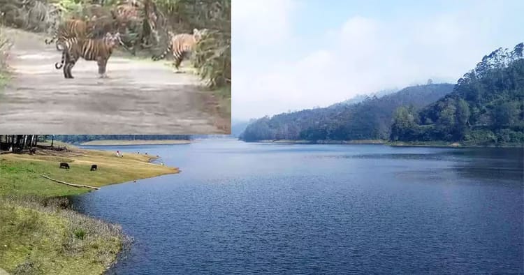 அதிர்ச்சி: கொடைக்கானல் பேரிஜம் ஏரியில் புலிகள் நடமாட்டம் – சுற்றுலா பயணிகளுக்கு தடை! (மே 2026)