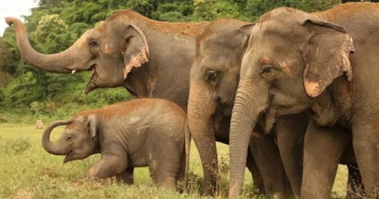 அதிர்ச்சி! ஒகேனக்கல் சாலையில் மகுடம் கட்டிய யானைகள்: வாகன ஓட்டிகள் கடும் பரபரப்பு (ஜனவரி 2024)