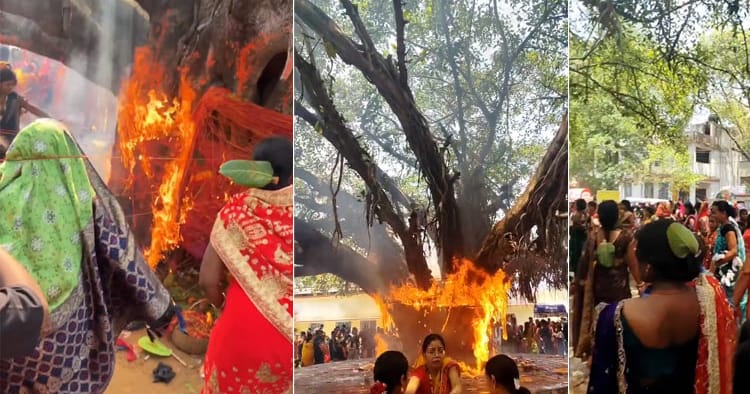 அதிர்ச்சி வீடியோ: பீகாரில் பூஜை during Vat Savitri விரதத்தில் தீப்பற்றிய ஆலமரம்!