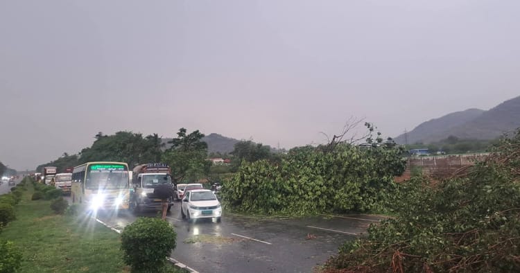 ஆம்பூர் அருகே தேசிய நெடுஞ்சாலையில் விழுந்த மரம்: போக்குவரத்து பாதிப்பு