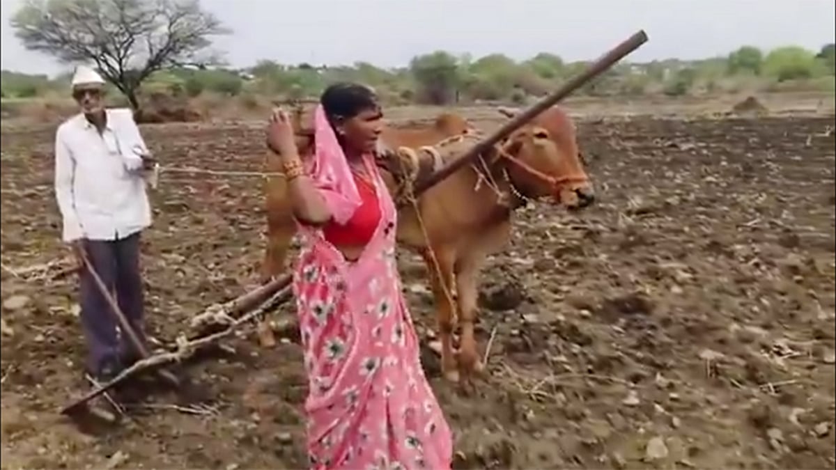 மின்னல் தாக்கி கால்நட casualties: மராட்டியத்தில் ஏர்க்கலப்பையை தோளில் பூட்டி உழுத தம்பதி