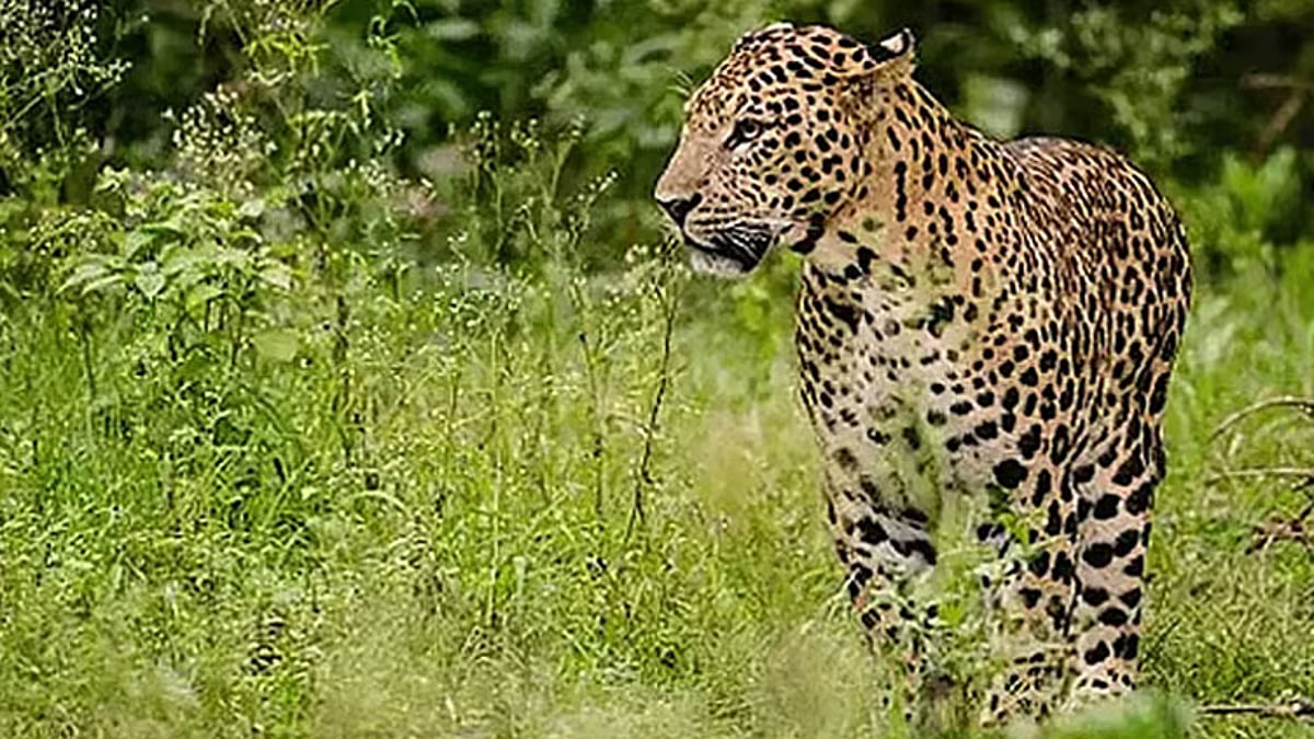 வால்பாறை சிறுத்தை