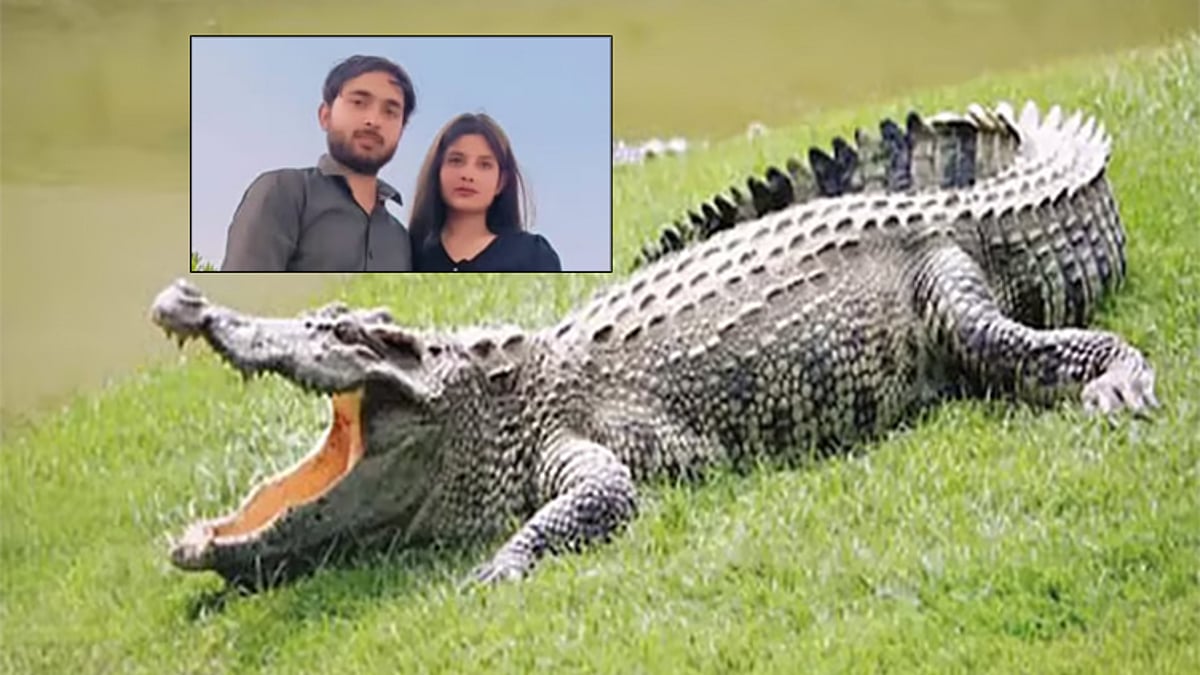 முதலை தாக்குதல்
