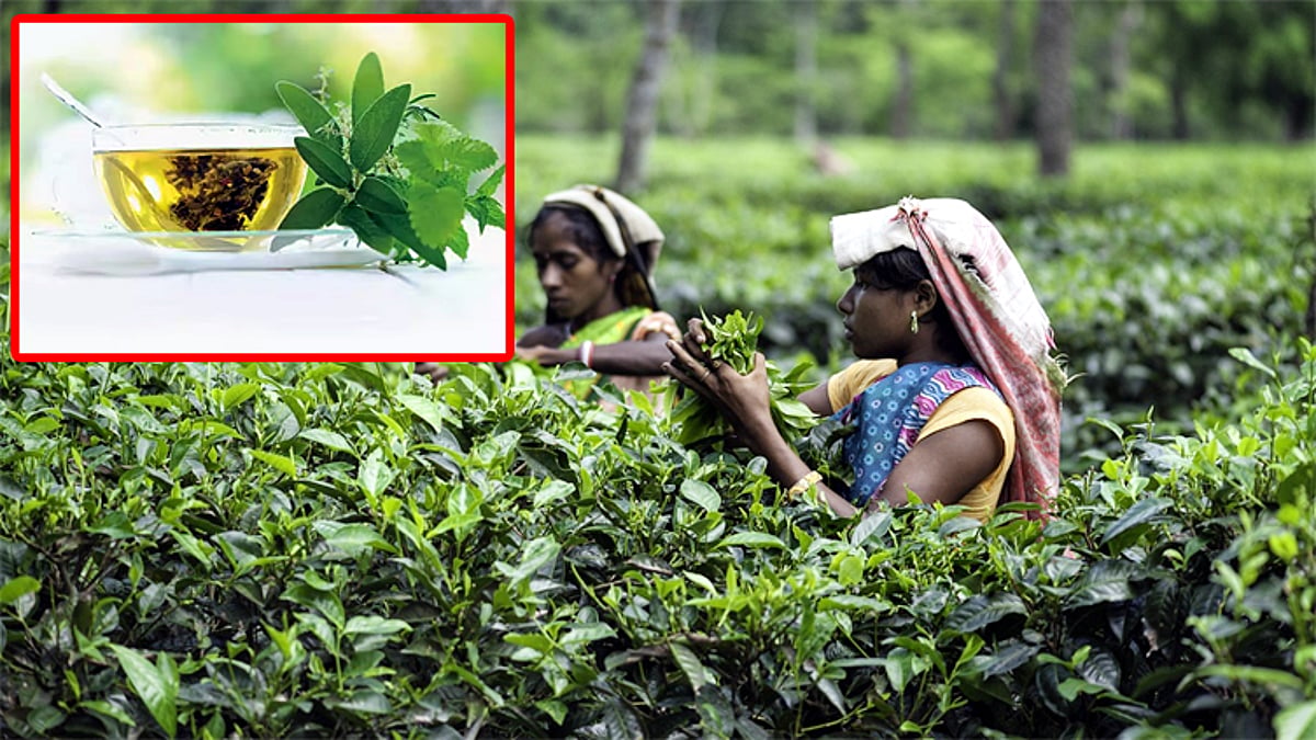 பச்சை தேயிலை விலை
